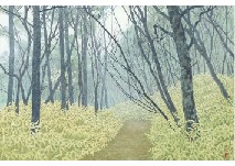 Yukio Yasui : Forest Road