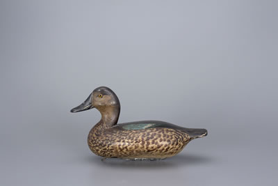 Glen Cameron : Blue-Winged Teal Hen