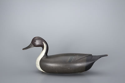 John English : The English Pintail Drake