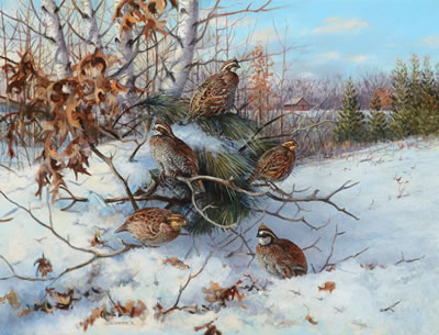 Owen Gromme : Bobwhite Quail (1970)