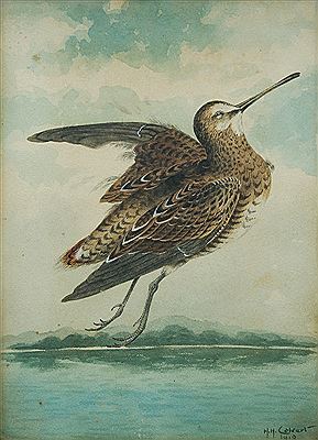 Herbert Hepburn Calvert : Snipe