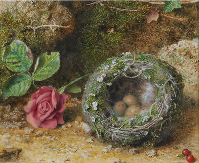 John Sherrin : 'ROSE AND BIRDS NEST'