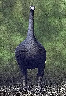 Paul Martinson : Stout-Legged Moa