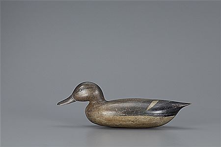 Cassius Smith : Swimming Gadwall