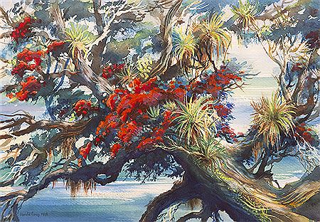 Harold Coop : Pohutukawa