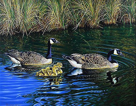 John Bradshaw : Canadian Geese, 1990