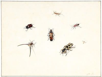 Herman Henstenburgh : A SPIDER, BEETLES AND OTHER INSECTS