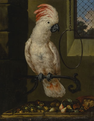 Bartolomeo Bimbi : A WHITE PARROT ON A PERCH