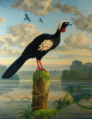 Nigel Hughes : Black-fronted Piping-guan