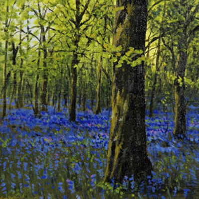 Jim Halligan : Woodland, Bluebell Study