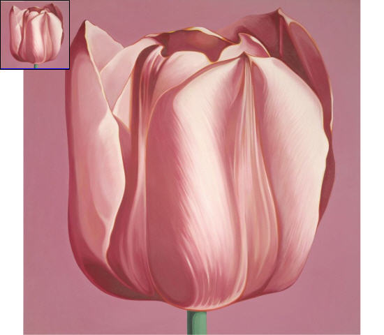 Lowell Nesbitt : TULIP