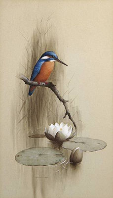 Raymond C Watson : Kingfisher