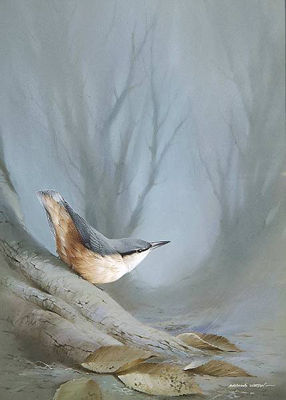 Raymond C Watson : Nuthatch