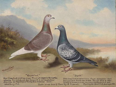 Andrew Beer : 'Expected' and 'Porth'- double portrait of racing pigeons