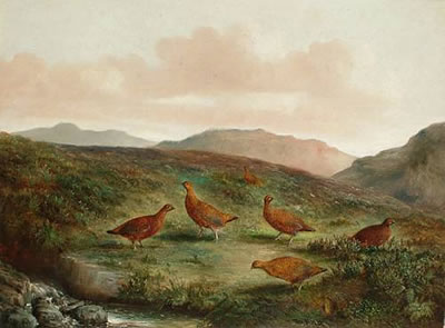 Tom Hold : Red grouse on a moor