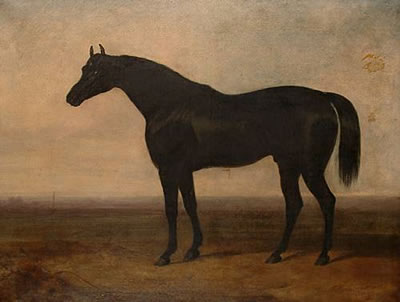 Charles Hancock : Portrait of a black stallion, believed to depict 'Sir Hercules'.