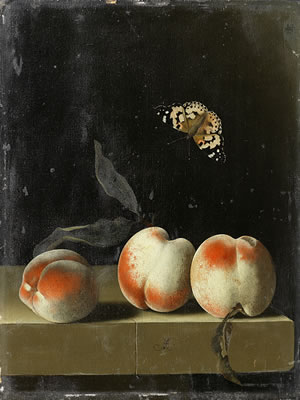 Adriaen Coorte : Three peaches on a stone ledge with a Red Admiral butterfly