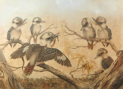 Neville Henry Peniston Cayley : Kookaburras