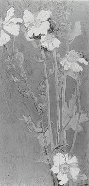 Nell Danely Brooker Mayhew : Matillaha Poppies