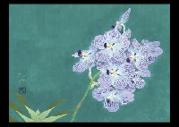 Masanobu Matsuoka : Orchid