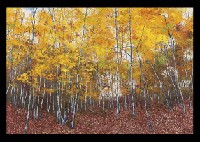 Iwao Kitamura : Autumn in Musashino