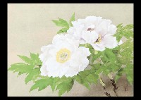 Nobutaku Oka : Peony