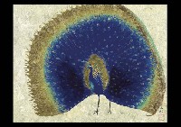 Sanrei Kodama : Peacock