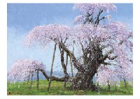 Shigeo Ishikawa : Cherry Blossoms