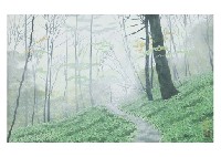 Yukio Yasui : Mist in forest