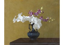 Mamoru Shoji : Moth orchid and cooktown orchid