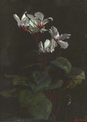 George Lambdin : Cyclamen