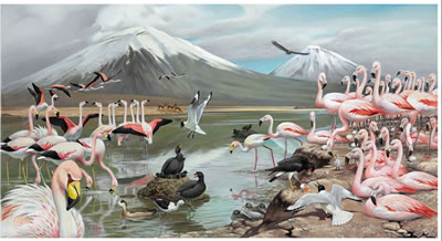 Roger Tory Peterson : James Flamingos in the Andes