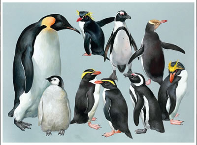 Roger Tory Peterson : Penguins, Emperor and Others