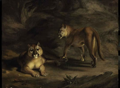 William Huggins : Two Pumas