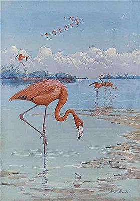 Allan Brooks : Flamingos