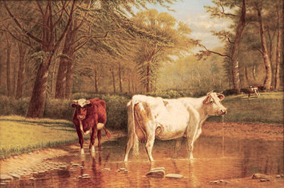 Clinton Loveridge : Two Cows in a Stream