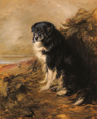 Robert Alexander : A Collie on watch