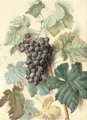 James Sillett : Study of grapes