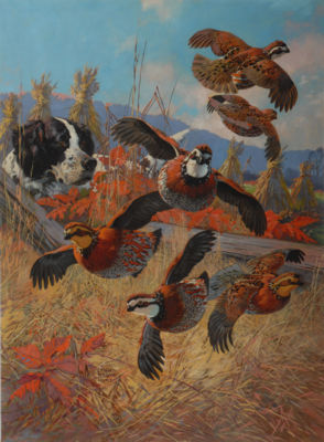 Lynn Bogue Hunt : Bobwhite Covey