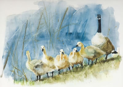 Francis (Frank) Golden : Goose and Goslings