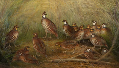 Gerard Rutgers Hardenbergh : Family of Quail