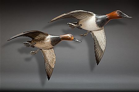 Mike Borrett : Flying Canvasback Pair