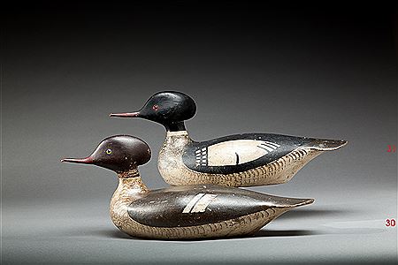 George Boyd : Red-Breasted Merganser Drake