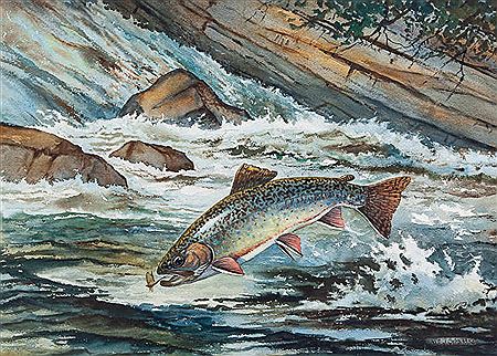 William Schaldach : Leaping Brook Trout