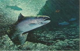 George Luther Schelling : Atlantic Salmon