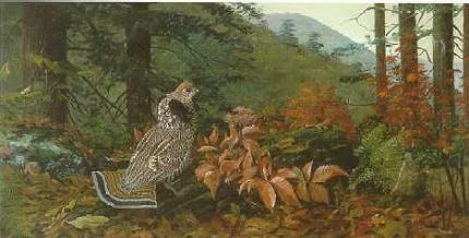 Louis Agassiz Fuertes : Autumn in the Adirondacks