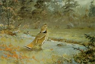 Allan Brooks : Ruffled Grouse