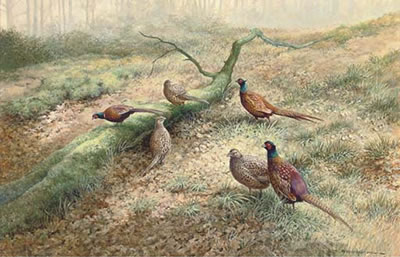 Berrisford Hill : Pheasants in a woodland