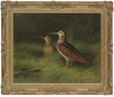 Abel Hold : A pair of woodcock