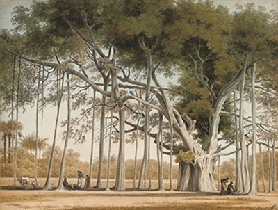 John Gantz : A Banian Tree in Mr Sultan Shamier's Garden at Marmalong